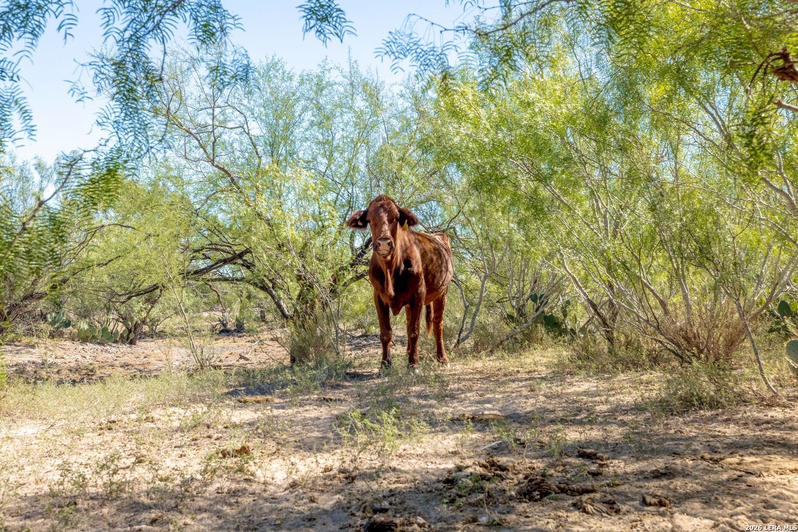 Sh 359 359th Laredo, TX 78043 - Photo 2 of 8