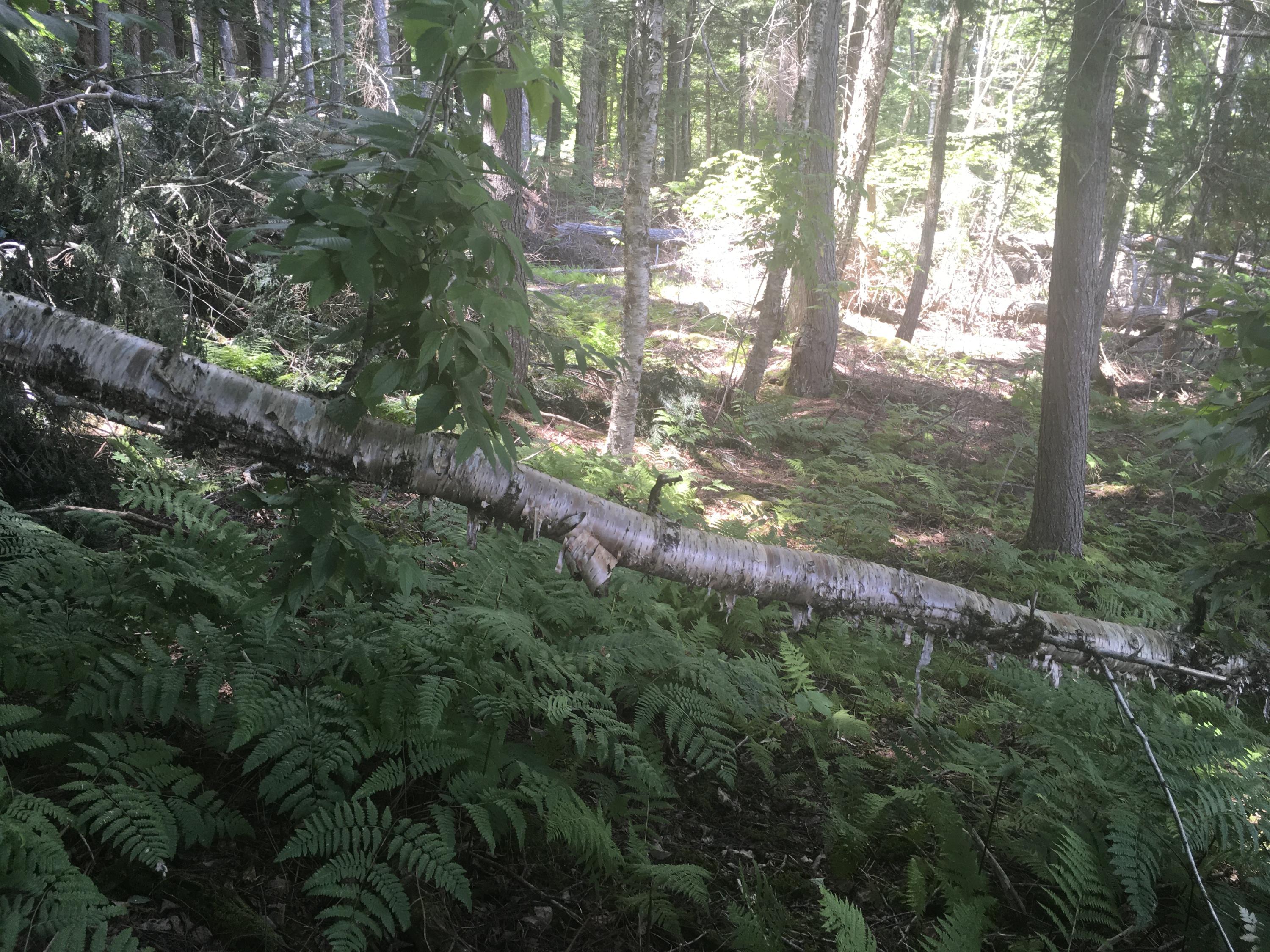Lot # Shue Ripley, ME 04930 - Photo 9 of 9 EB1ABAE8-3C3A-4AC5-BEE3-CCB9A3EC0D14