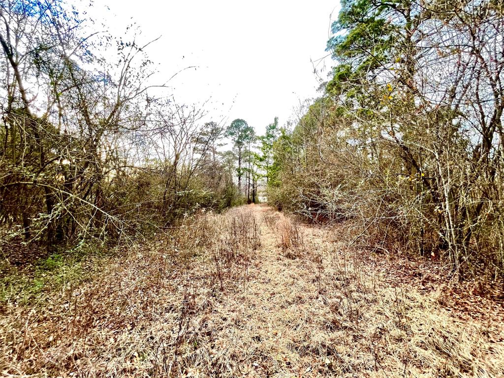 0 Pine Street Heflin, LA 71039 - Photo 12 of 14 Mid way to water