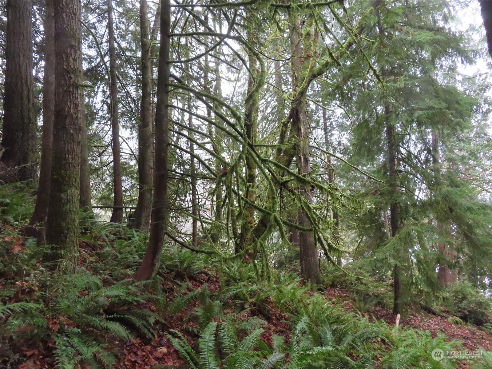 2 State Route 106 Belfair, WA 98528 - Photo 11 of 20 Gallery Image 11