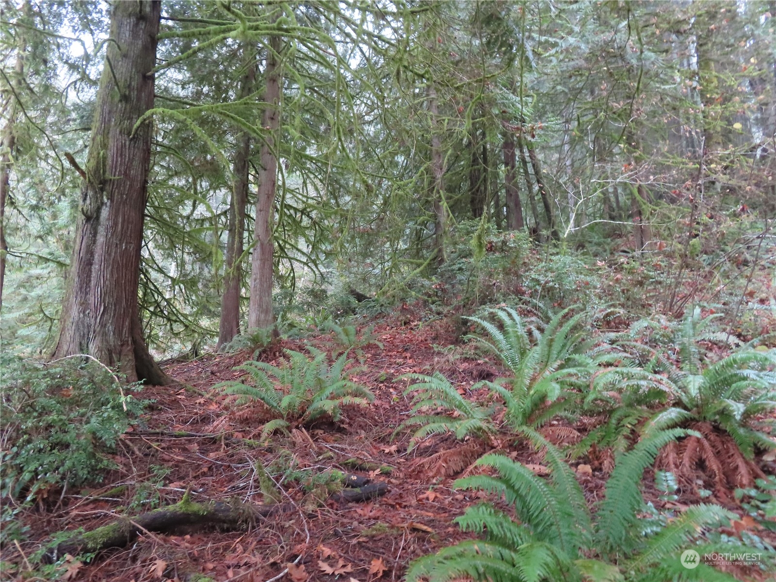 2 State Route 106 Belfair, WA 98528 - Photo 12 of 20 Gallery Image 12