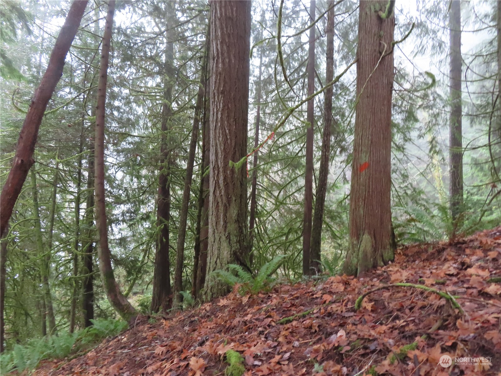 2 State Route 106 Belfair, WA 98528 - Photo 13 of 20 Gallery Image 13