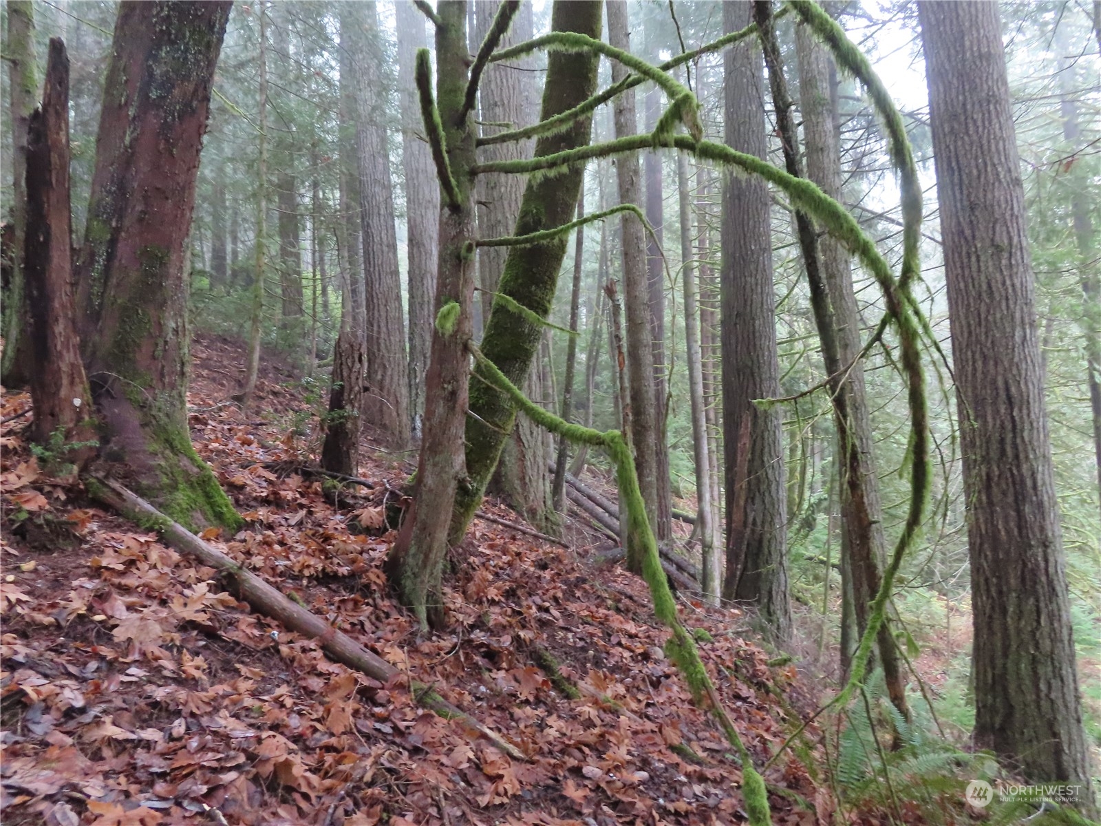 2 State Route 106 Belfair, WA 98528 - Photo 14 of 20 Gallery Image 14