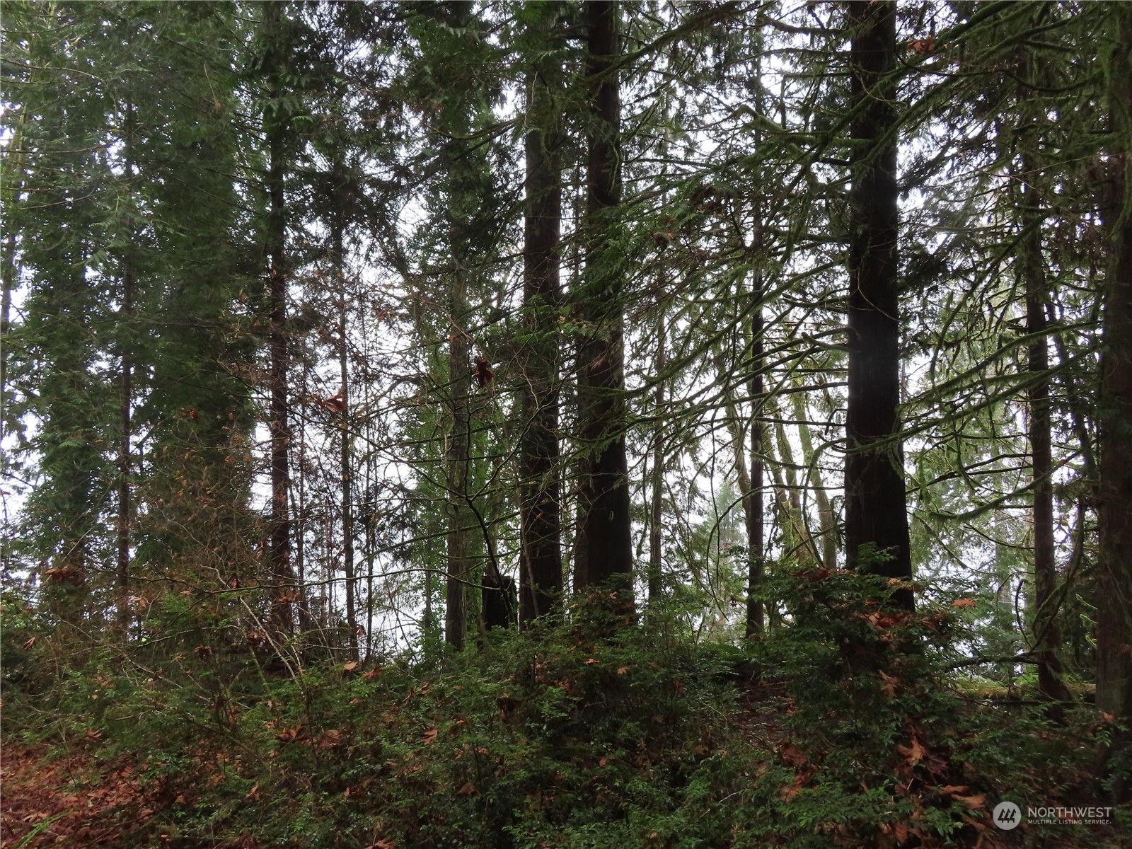 2 State Route 106 Belfair, WA 98528 - Photo 19 of 20 Gallery Image 19