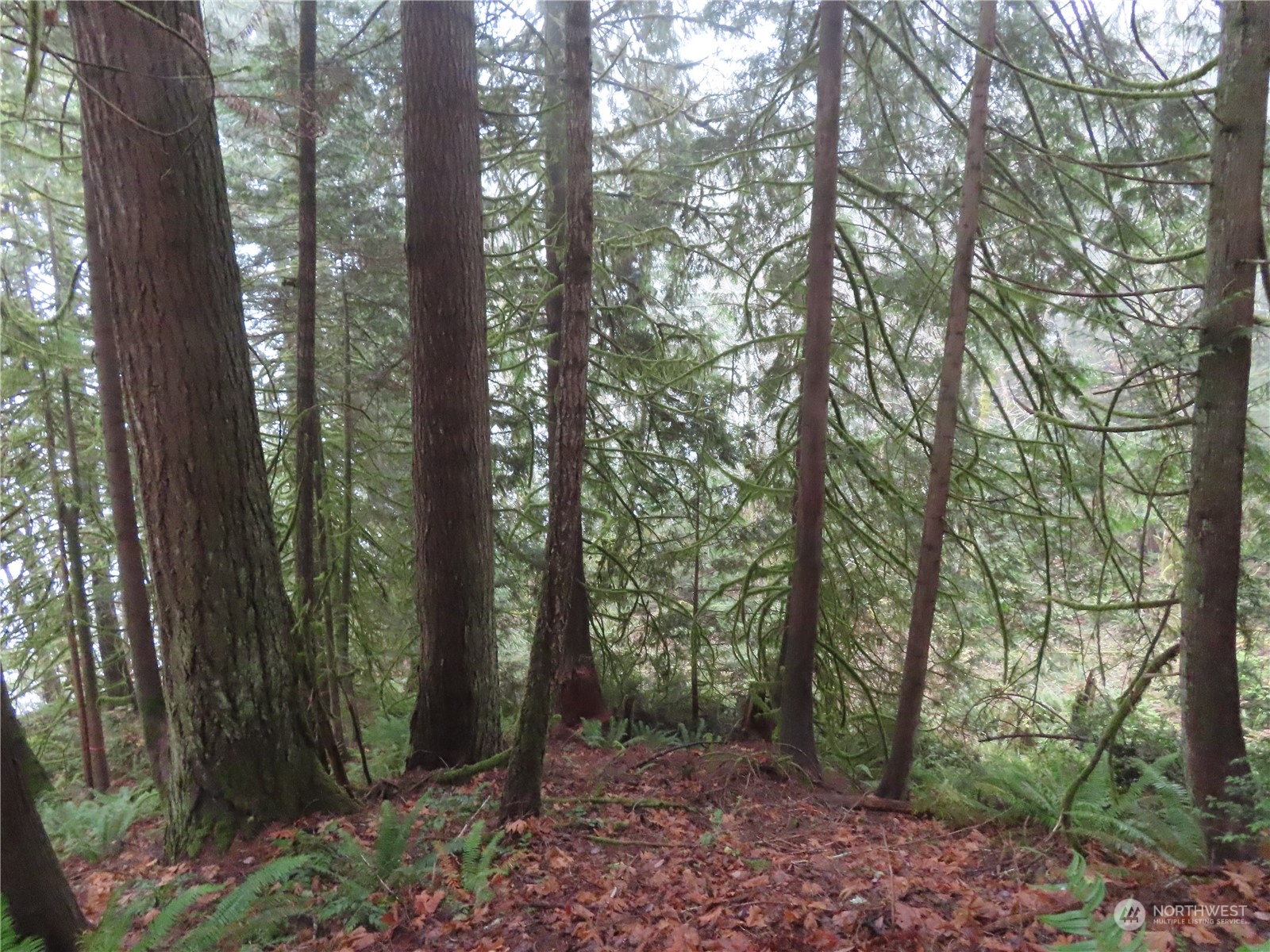 2 State Route 106 Belfair, WA 98528 - Photo 7 of 20 Gallery Image 7