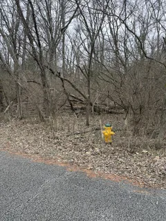 a view of a yard with large trees