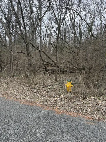 a view of a yard with large trees