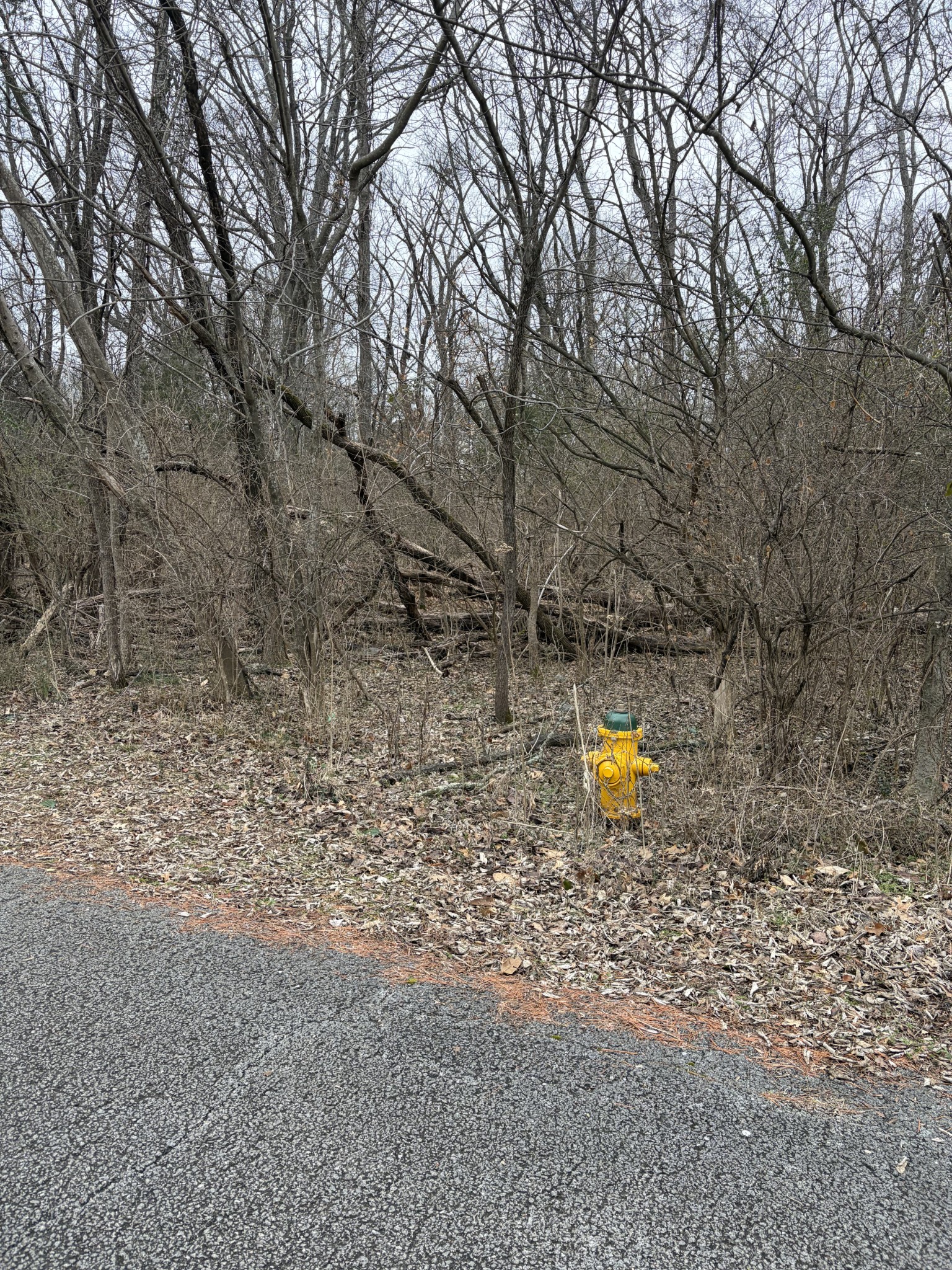 0 Dixie Lane Murfreesboro, TN 37129 - Photo 2 of 9 a view of a yard with large trees