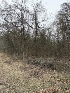 a view of a dry yard with trees
