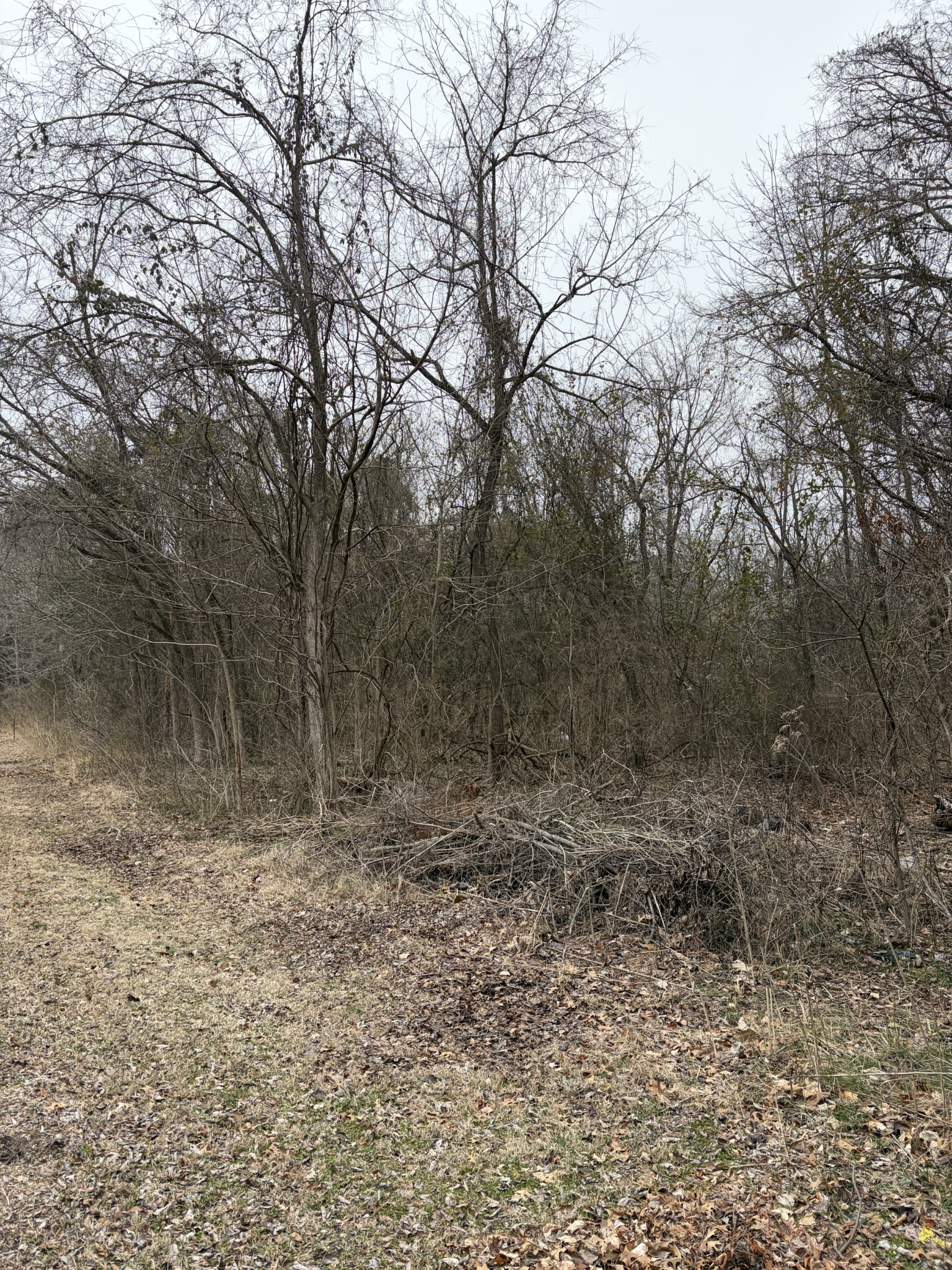 0 Dixie Lane Murfreesboro, TN 37129 - Photo 4 of 9 a view of a dry yard with trees