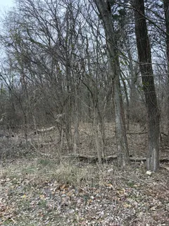 a view of a yard with large trees