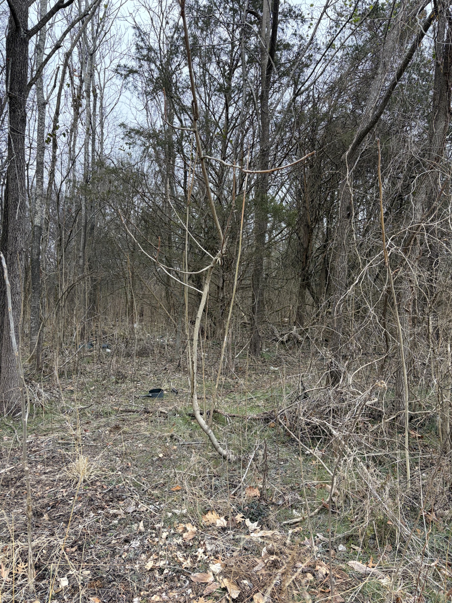 0 Dixie Lane Murfreesboro, TN 37129 - Photo 6 of 9 a view of a yard with a tree