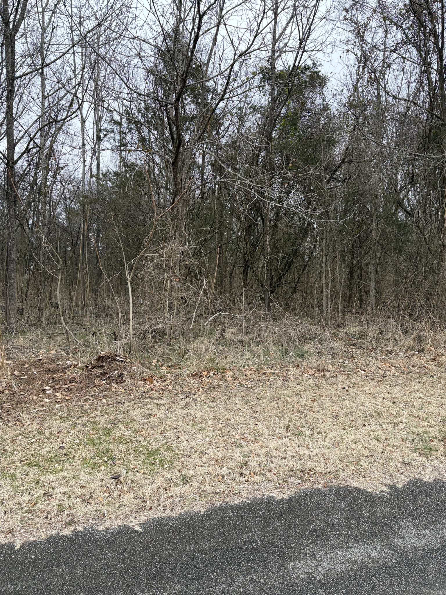 0 Dixie Lane Murfreesboro, TN 37129 - Photo 7 of 9 a view of a yard with a tree