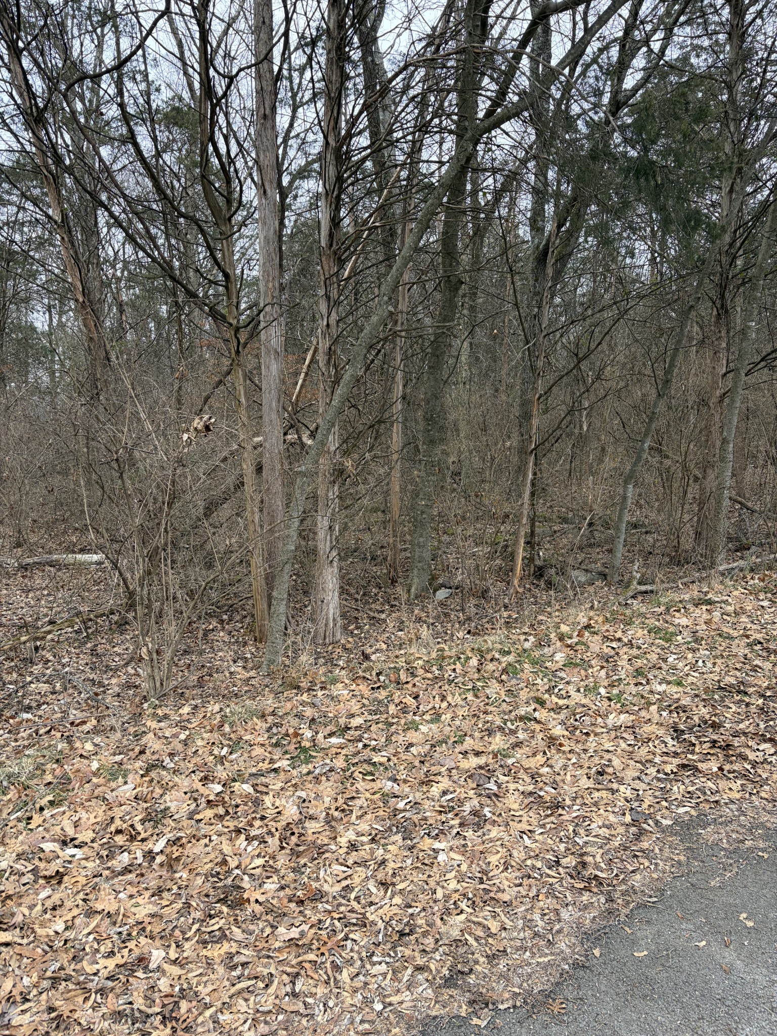 0 Dixie Lane Murfreesboro, TN 37129 - Photo 8 of 9 a view of a yard with trees