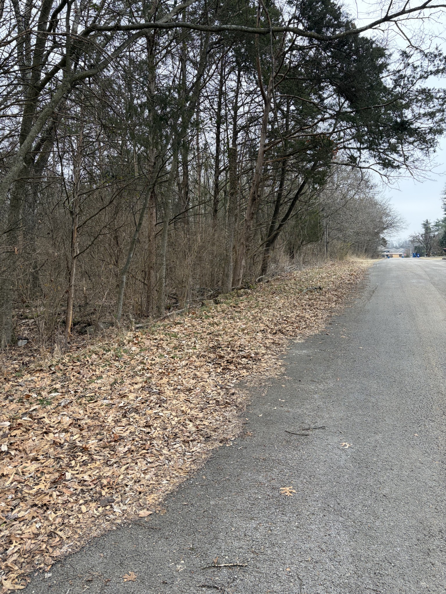 0 Dixie Lane Murfreesboro, TN 37129 - Photo 9 of 9 a view of a yard with a tree