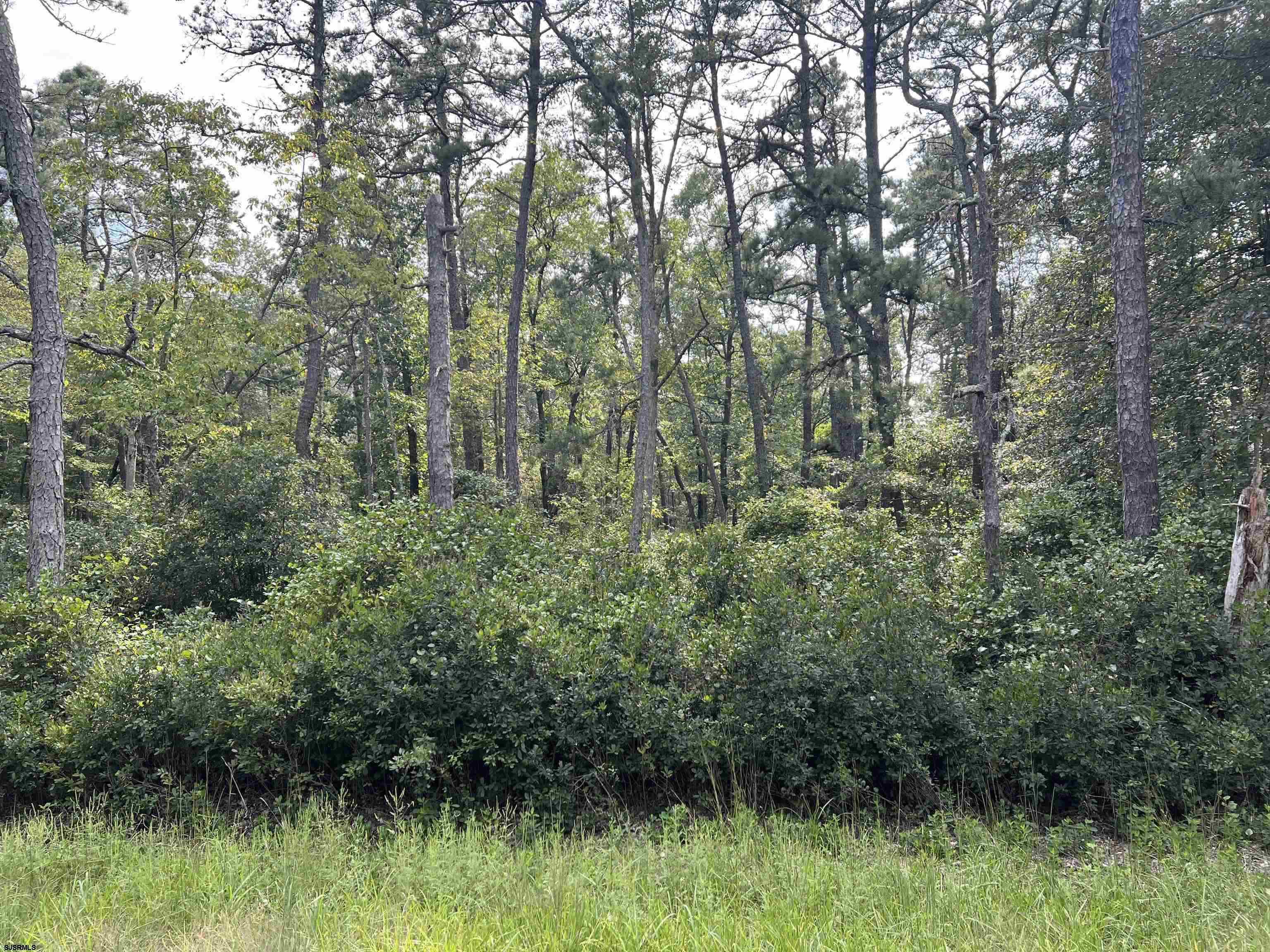 5827 Holly Street Mays Landing, NJ 08330 - Photo 2 of 12 a view of a lush green forest with lots of trees
