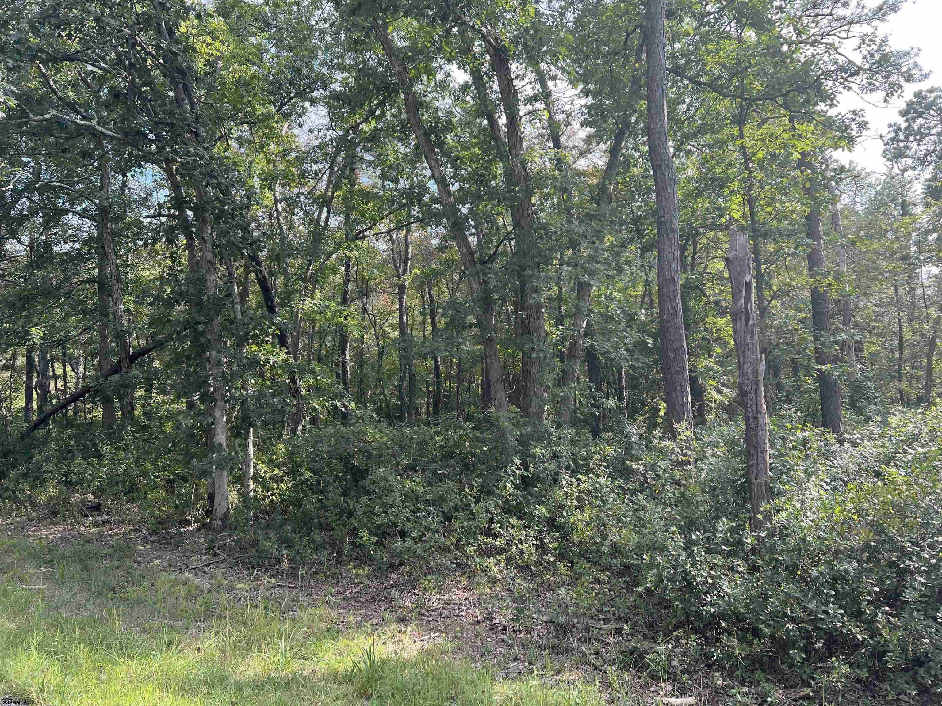 5827 Holly Street Mays Landing, NJ 08330 - Photo 4 of 12 a view of forest