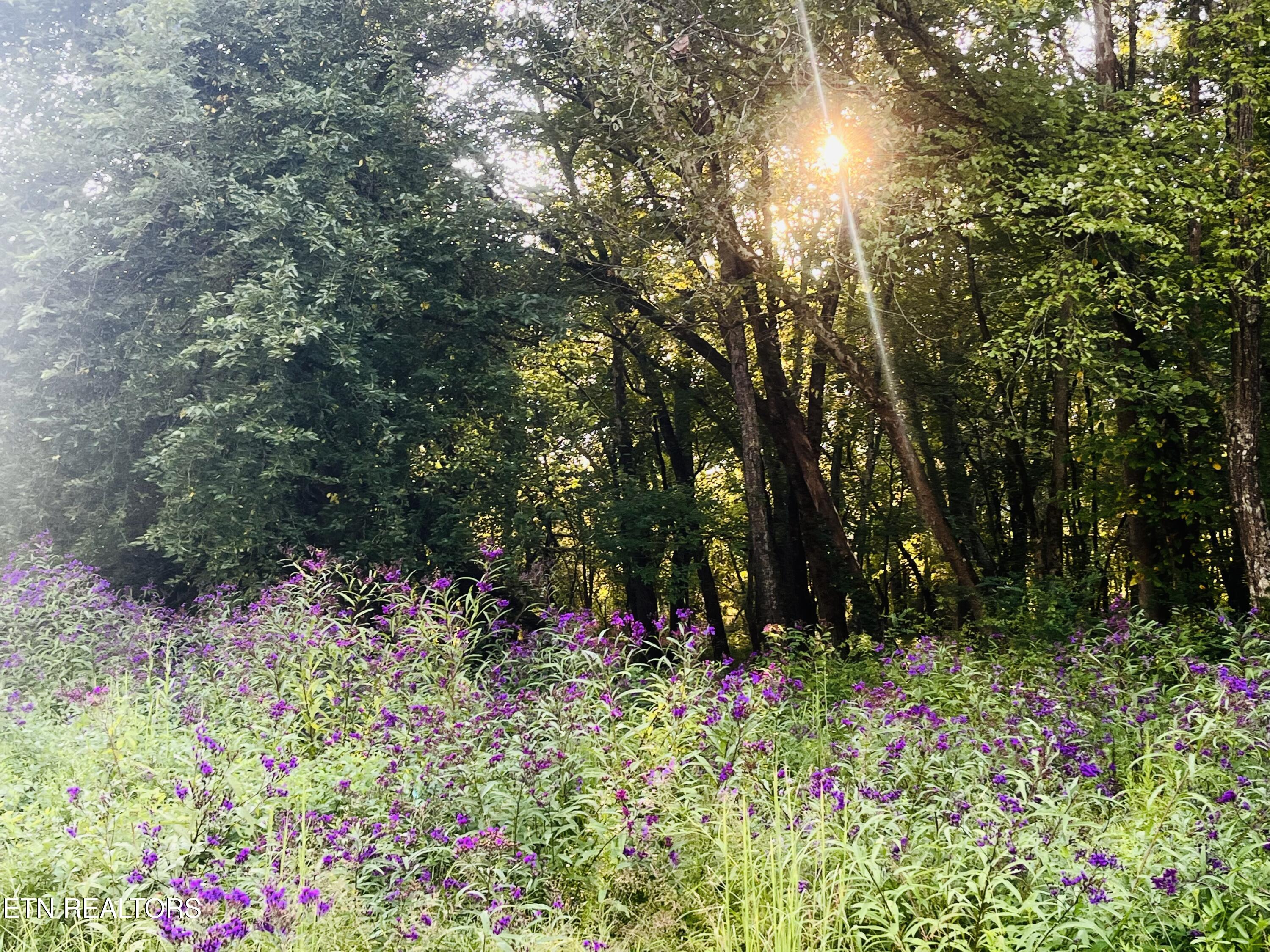 864 Bullrun Valley Drive Heiskell, TN 37754 - Photo 4 of 12 IMG_5695