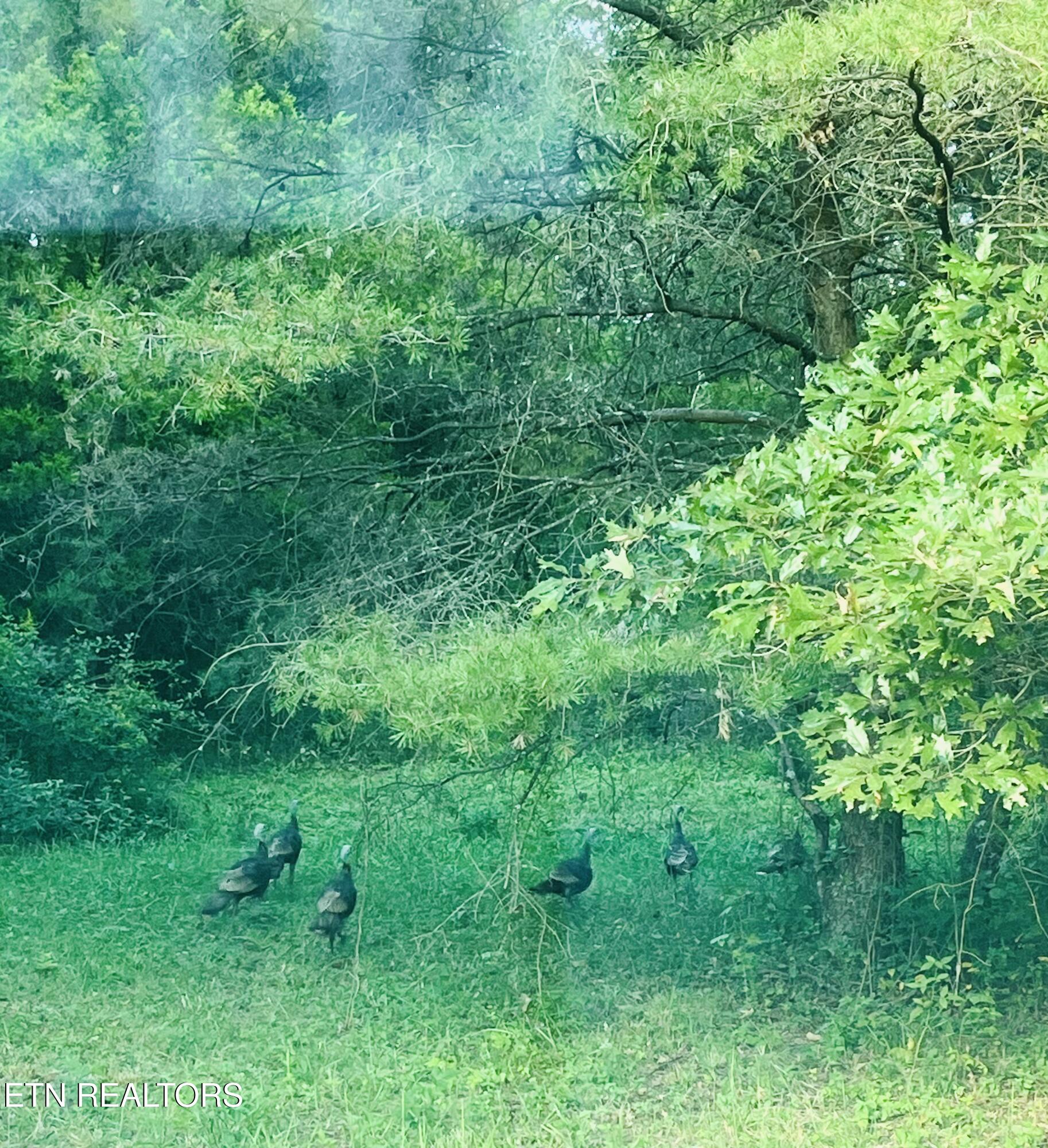 864 Bullrun Valley Drive Heiskell, TN 37754 - Photo 8 of 12 IMG_5637