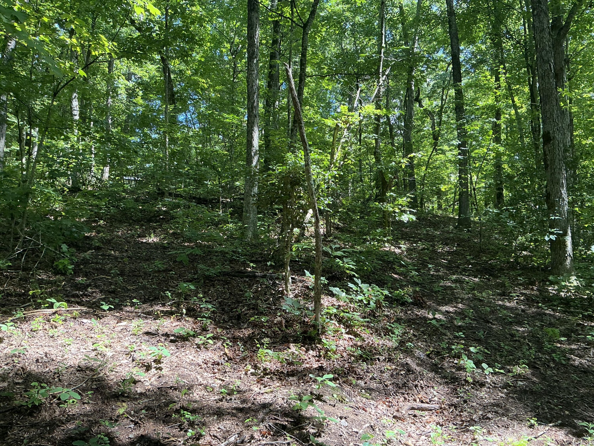 1004 Chestnut Ridge Road Spring City, TN 37381 - Photo 10 of 28 Gallery Image 10