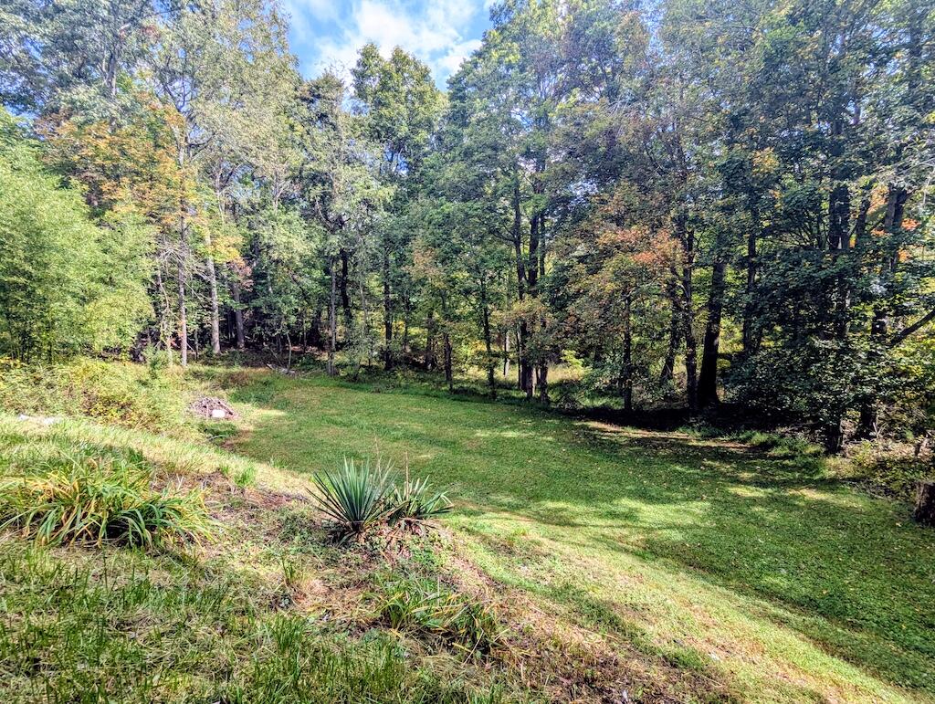 3335 Daniels Run Road Northeast Check, VA 24072 - Photo 5 of 23 a view of a tree in a yard