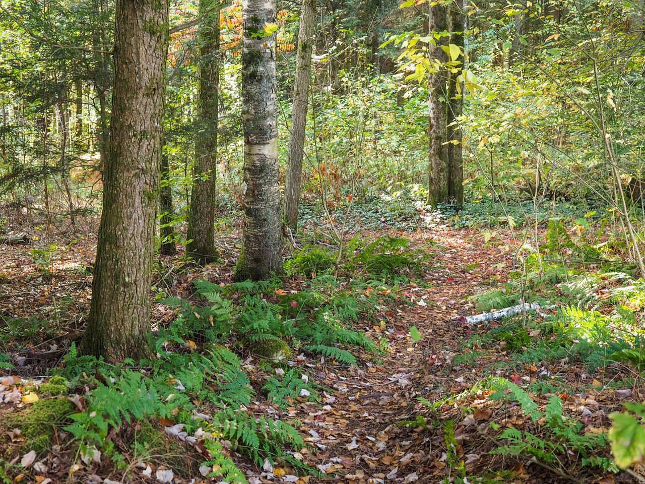 60 Starbird Road, Unit E Jericho, VT 05465 - Photo 10 of 40