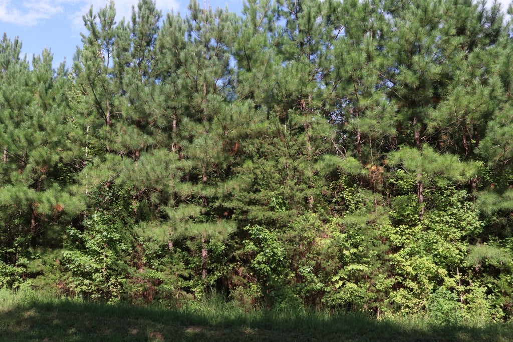 652 Briery Road Keysville, VA 23947 - Photo 9 of 13 Gallery Image 9