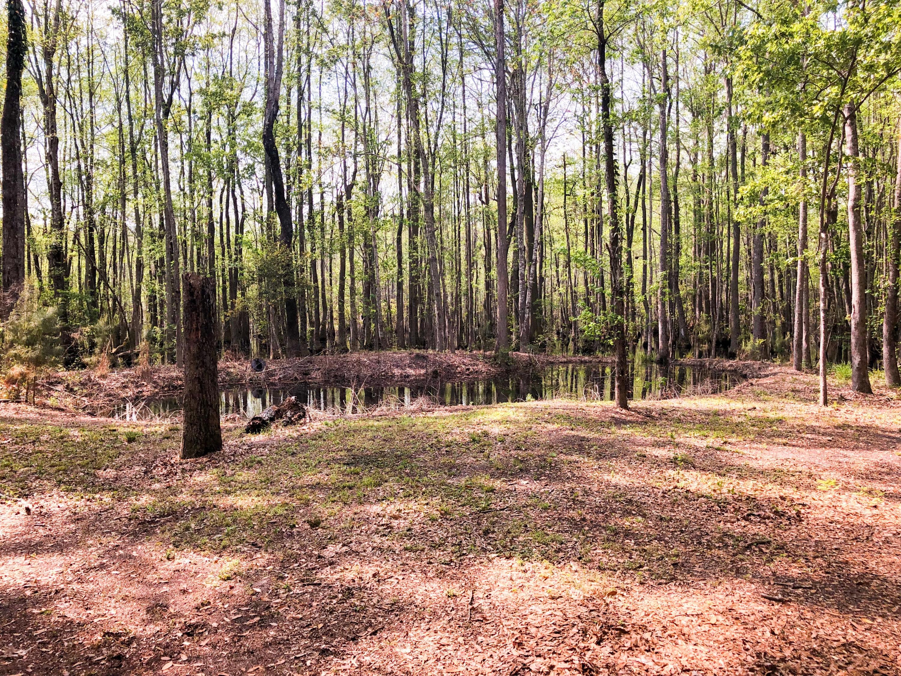 1681 Goslin Pond Road Summerton, SC 29148 - Photo 42 of 44 IMG-0704