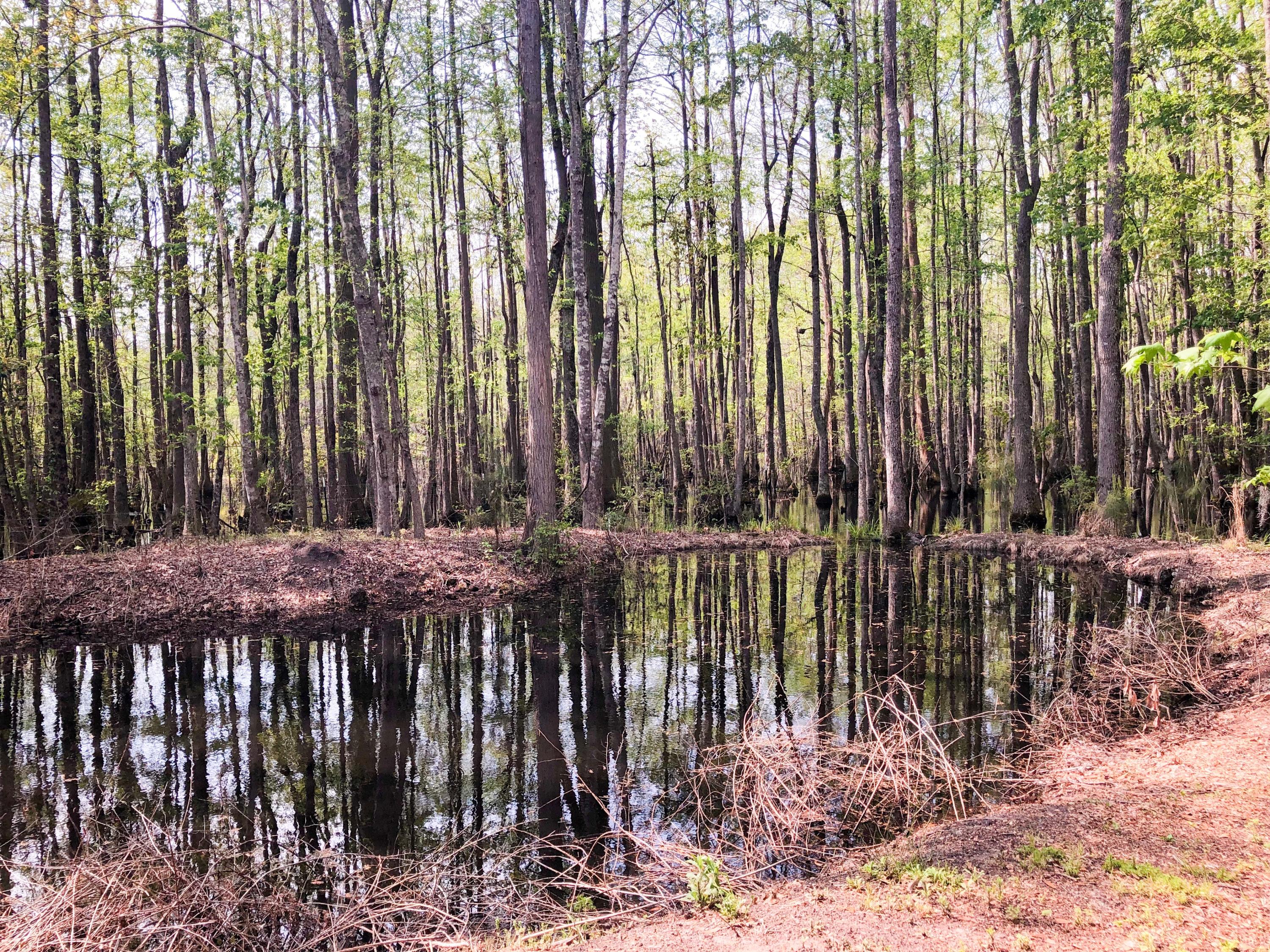 1681 Goslin Pond Road Summerton, SC 29148 - Photo 43 of 44 IMG-0707