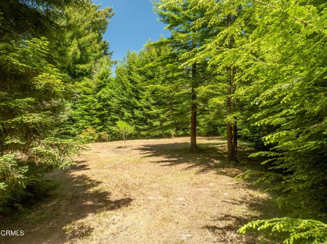a view of a yard with trees