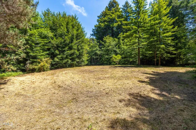 a view of a yard with a tree
