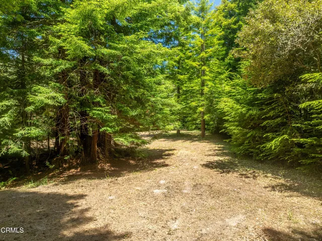 a view of a yard with plants and trees