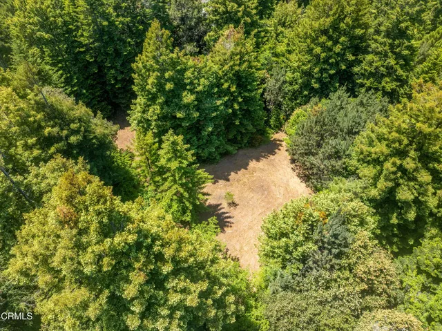 a view of a forest with a tree