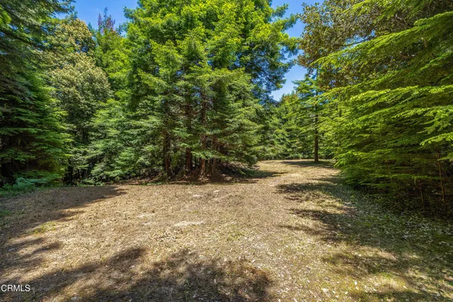 a view of a yard with plants and trees