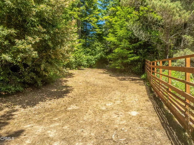 a view of a pathway with a tree