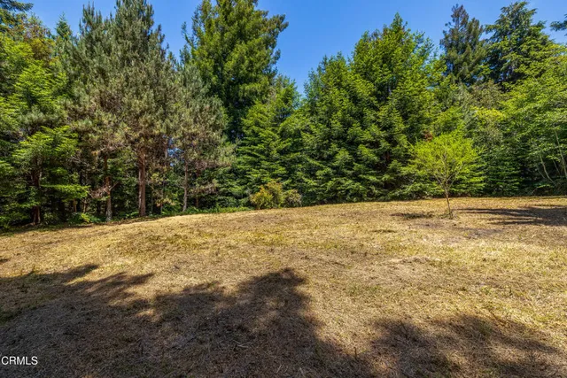 a view of a yard with trees