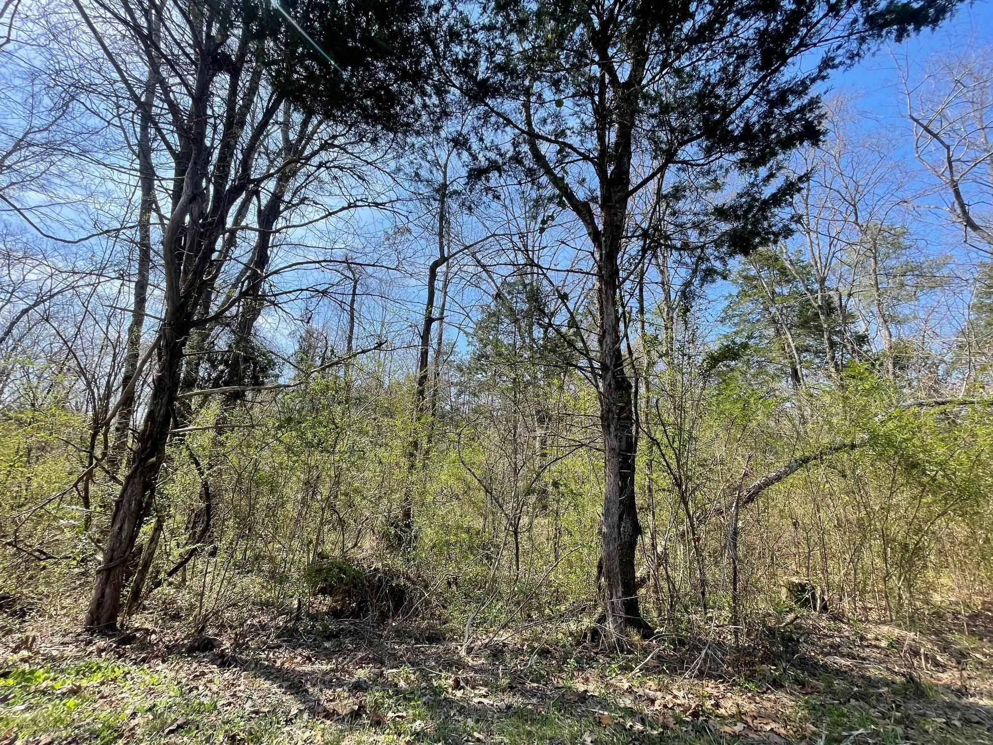 Delaney Loop Adamsville, TN 38310 - Photo 4 of 10 a view of a yard