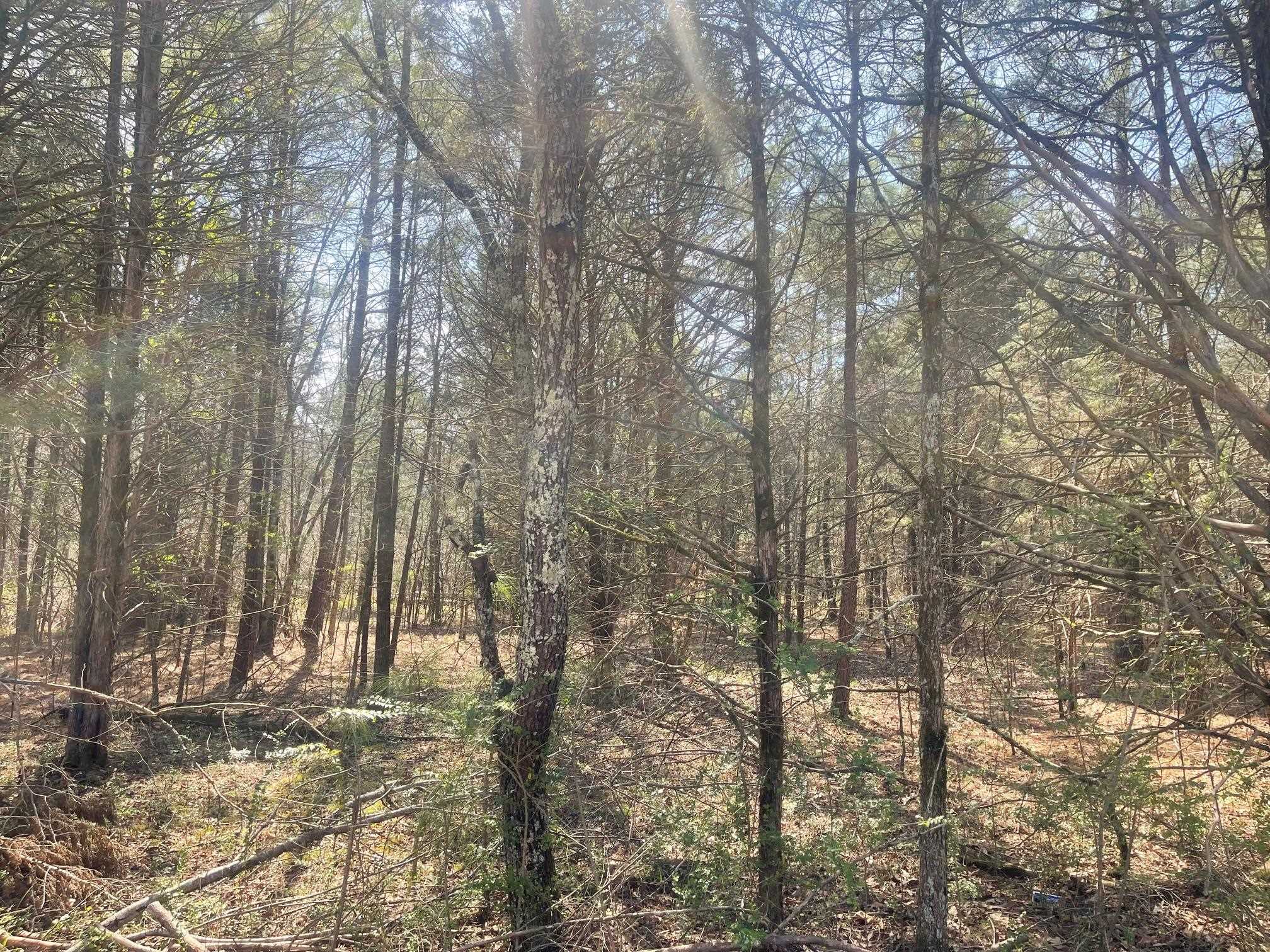 Delaney Loop Adamsville, TN 38310 - Photo 5 of 10 a view of a yard with trees
