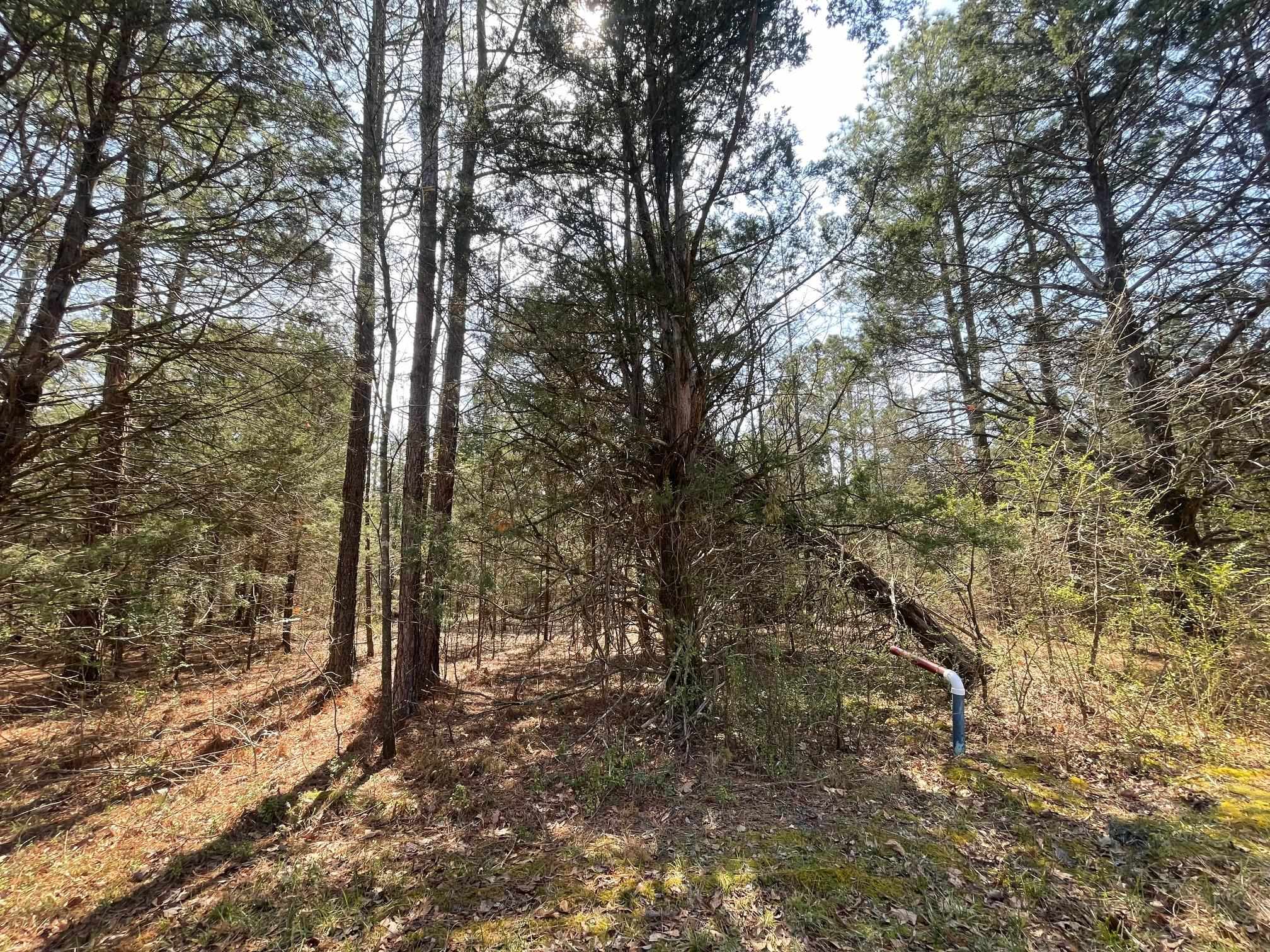 Delaney Loop Adamsville, TN 38310 - Photo 6 of 10 a view of a forest with trees in the background