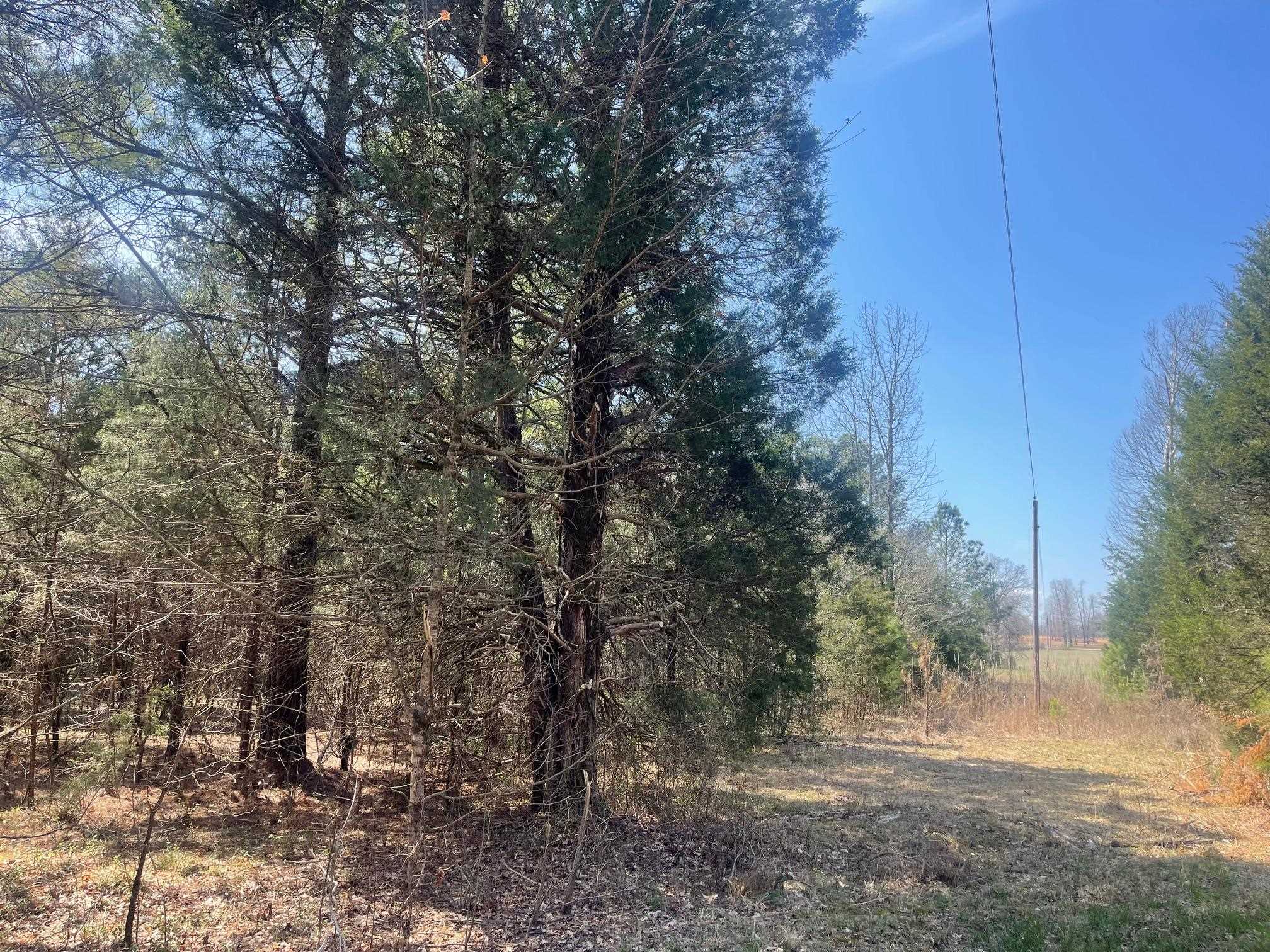 Delaney Loop Adamsville, TN 38310 - Photo 7 of 10 a view of a forest filled with trees