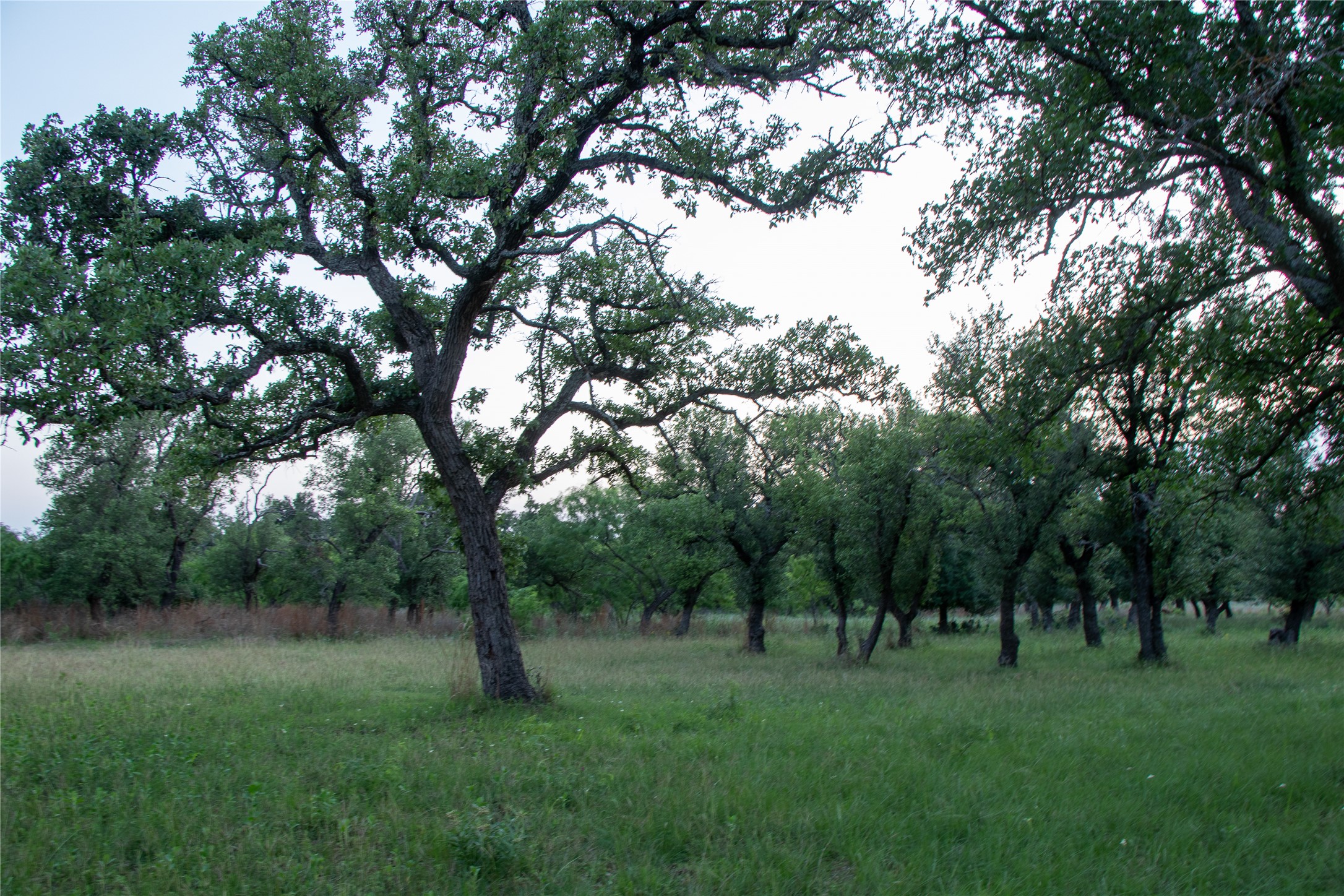 272 Slate Rock Road Fredericksburg, TX 78624 - Photo 8 of 32 Mature live oak, mesquite, and cedar elm trees dot this sprawling acreage, offering natural shade and privacy.