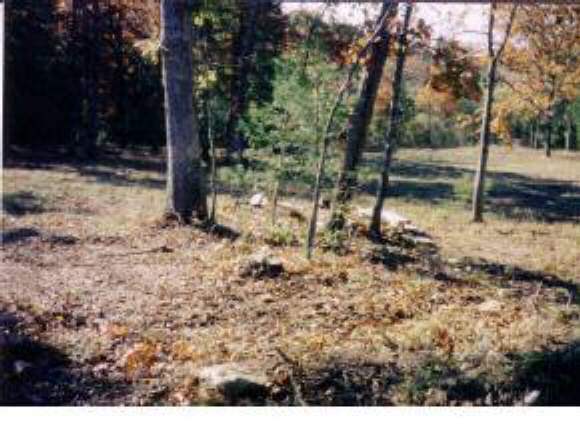 Off Of Apple Tree Lane Reeds Spring, MO 65737 - Photo 1 of 1 Primary Photo