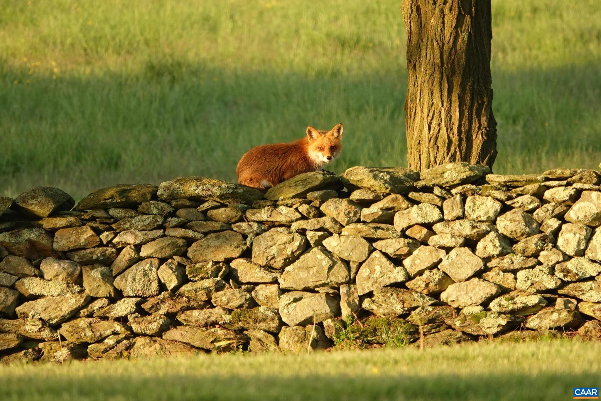 21515 Trappe Road Upperville, VA 20184 - Photo 58 of 75 a view of a bunch of trees and bushes