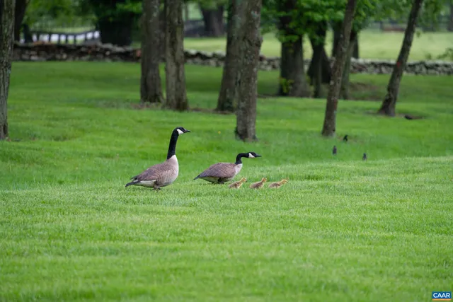 $25,000,000 | 21515 Trappe Road, Upperville, VA 20184