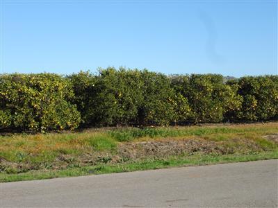 0 Jensen Avenue Reedley, CA 93654 - Photo 4 of 10 Gallery Image 4
