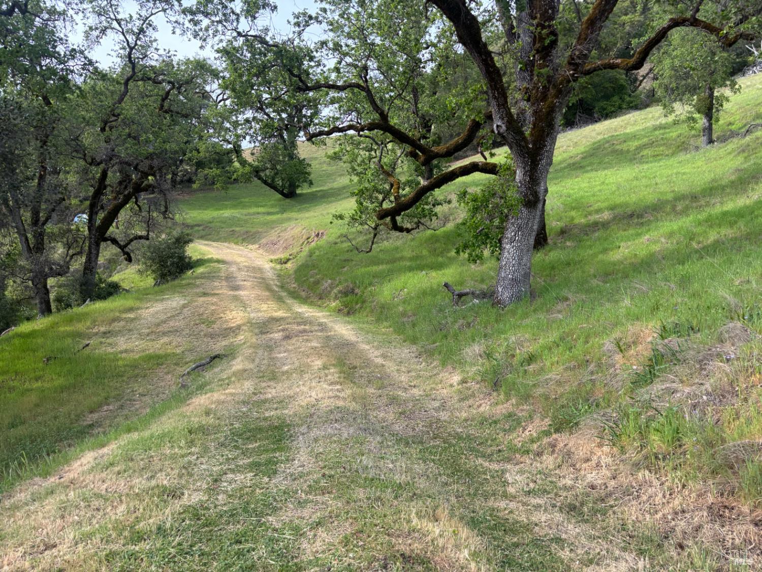 3701 Radical Ridge Road Redwood Valley, CA 95470 - Photo 17 of 38 a view of a yard with a tree