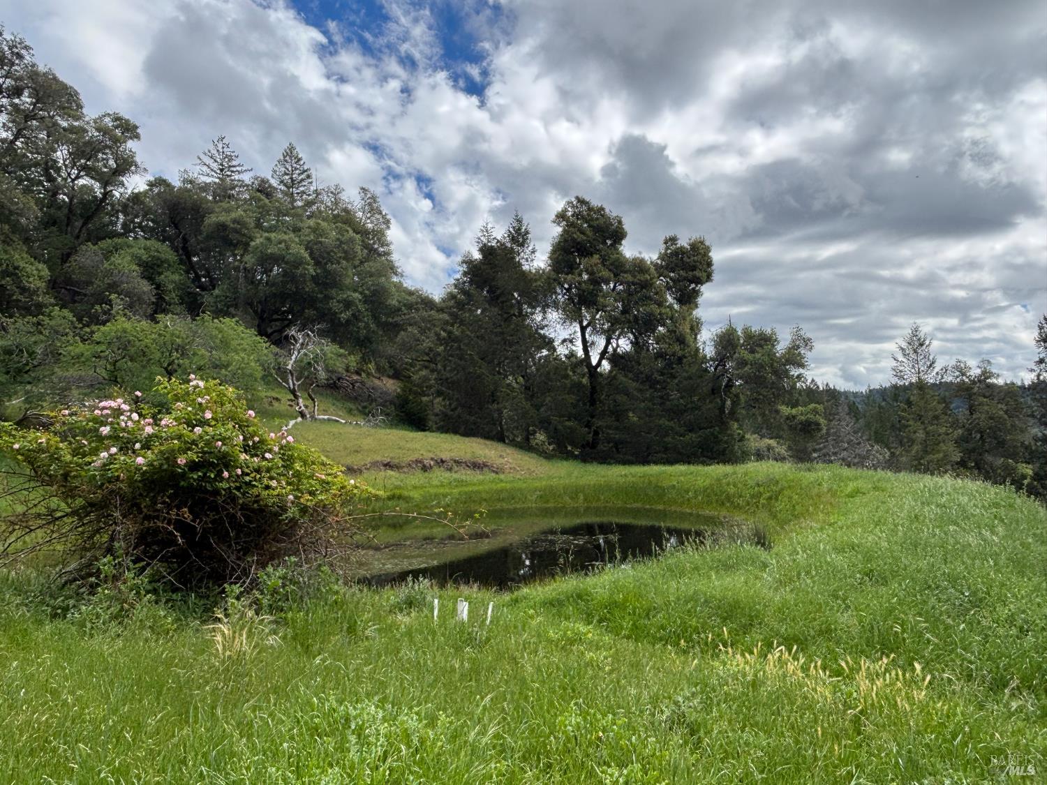 3701 Radical Ridge Road Redwood Valley, CA 95470 - Photo 2 of 38 a view of a garden with an trees