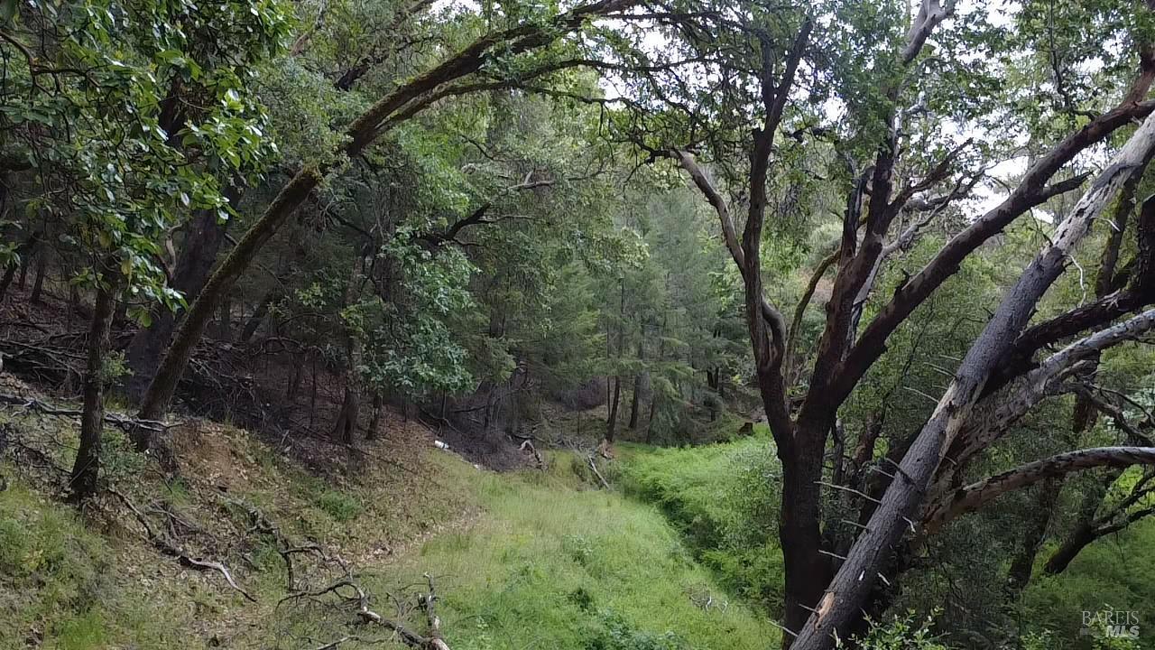 3701 Radical Ridge Road Redwood Valley, CA 95470 - Photo 7 of 38 a view of forest
