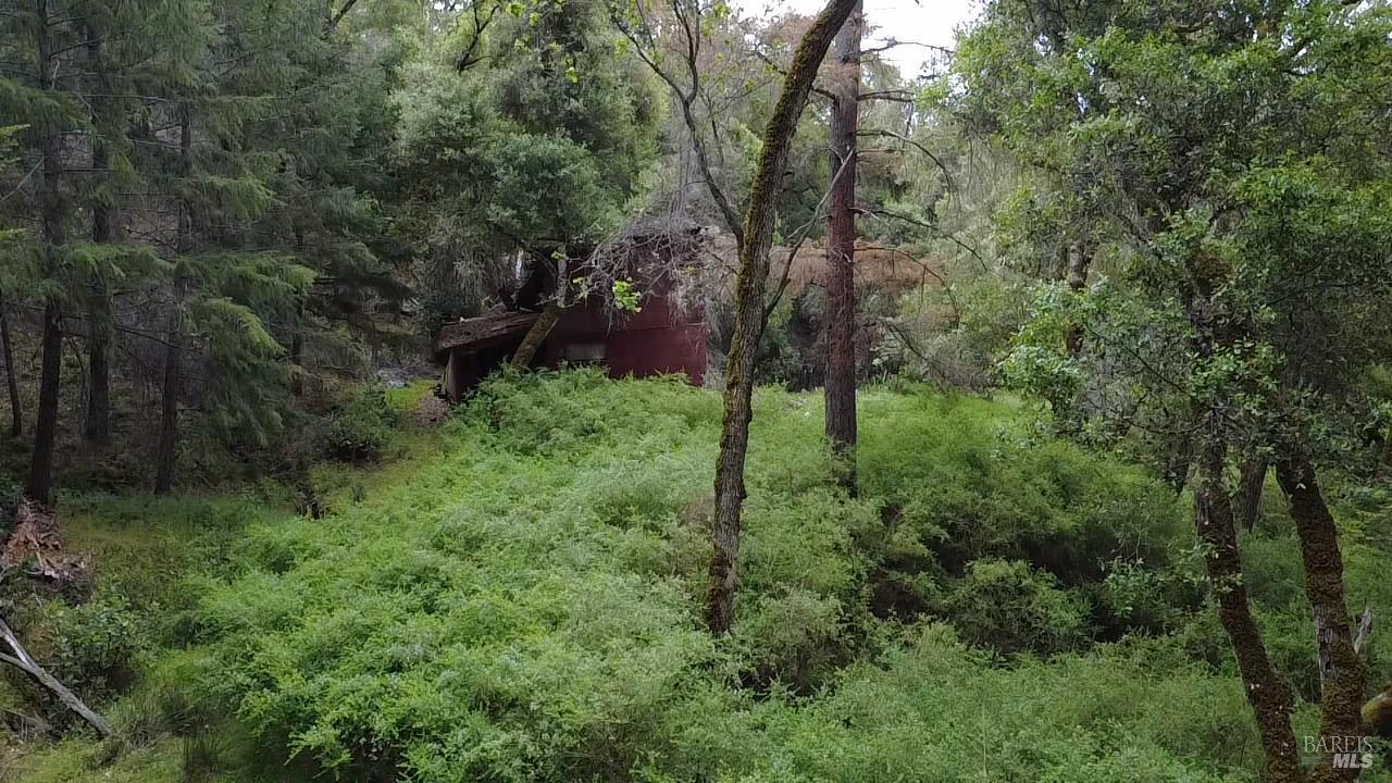 3701 Radical Ridge Road Redwood Valley, CA 95470 - Photo 8 of 38 a view of a forest with trees