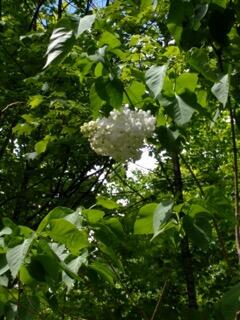 504 Elm Hill Road Paris, ME 04281 - Photo 48 of 50 flowers2